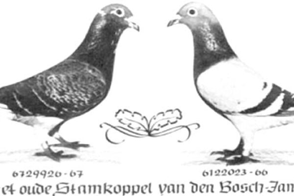 Factoring Genetics Example – The Meulemans Pigeons