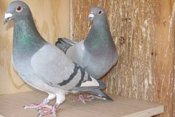 How to Pair Your Pigeon Breeders—Part 2