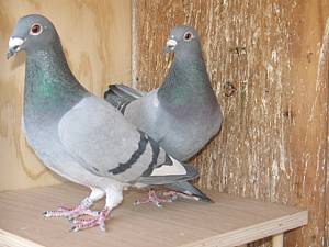 racing pigeons eye signs pairing