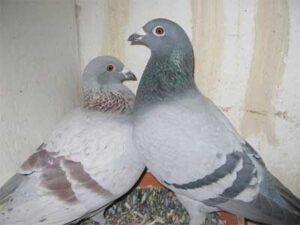Pairing Racing Pigeons