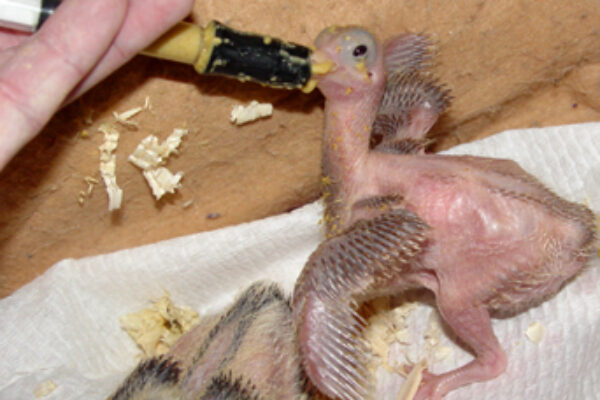 Care of the Abandoned Racing Pigeon Hatchling– Part 2 Feeding