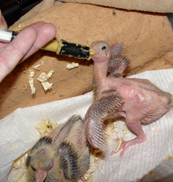 Hand Feeding Young Pigeons