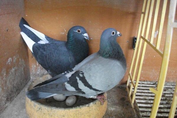 How to Pair Your Pigeon Breeders—Part 3