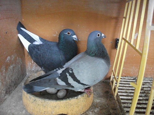 Pairing breeding racing pigeons part 3