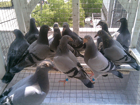 Pigeon Racing Natural System