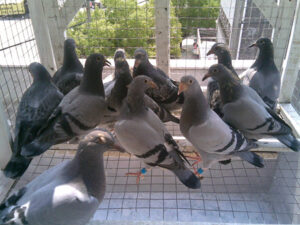 Young Pigeons