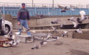 Panting in Racing Pigeons After Excercise