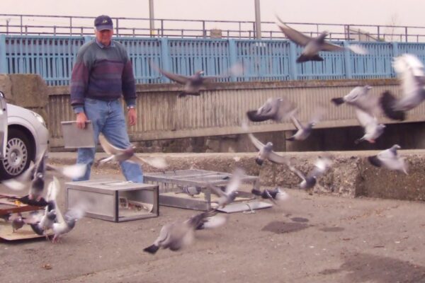 Panting in Racing Pigeons – When Is It Normal and When Is It Not, Part 3