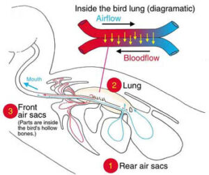 Racing Pigeon Air Sacs