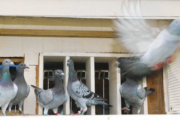 Racing Pigeons on the Widowhood System