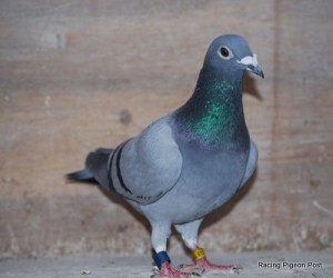 Pigeon Racing Natural System - Tips to Remember