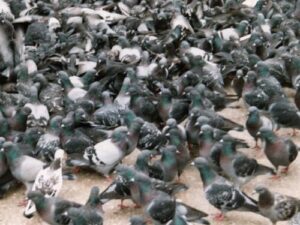 Pigeon Racing Overcrowding