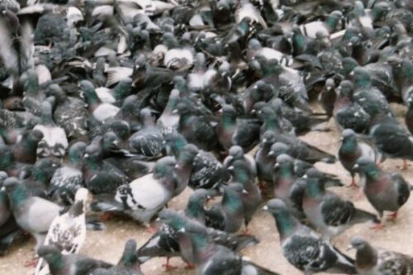 Pigeon Racing – A Number’s Game? Part 1