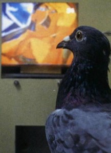 Pigeons Show Superior Self-Recognition Abilities To Three Year Old Humans