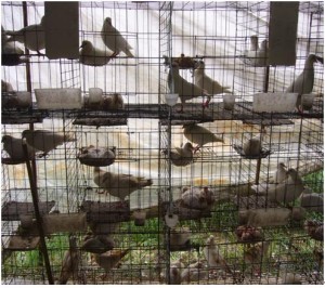 Understanding Pigeon Breeding and Genetics