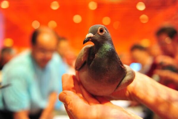 Understanding Breeding and Genetics Part 3 – “Pigeons win races, not names…”