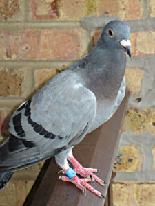 Pigeon Racing Systems