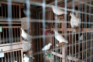 Pigeon Racing Systems