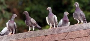 Pigeon Racing Magic Formula