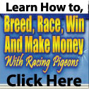 Learn how to breed, race, win, and make money with racing pigeons. Click here.