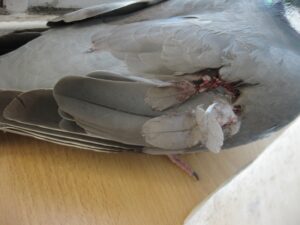 Classifying Injuries in Racing Pigeons