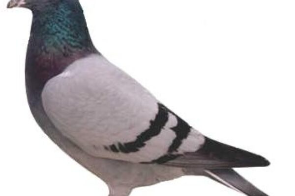 Condition and Form In Racing Pigeons