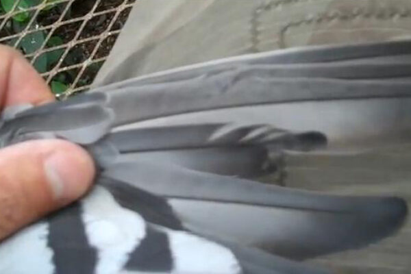 *Video* Fret Marks on Racing Pigeons