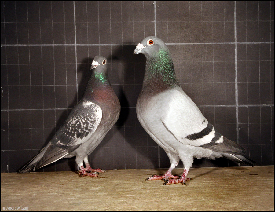 How To Tell If A Pigeon Is Male Or Female? 