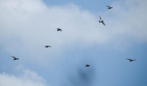 Pigeon Racing Preparing Before the Race