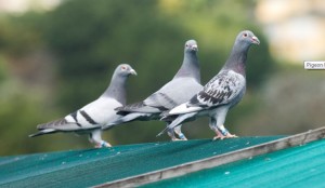 Racing Pigeon Systems The Pros and Cons