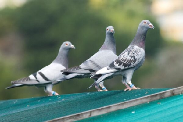 Pigeon Racing Systems; The Pros and Cons of Each