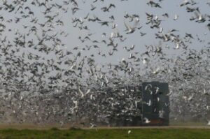 Pigeon Racing | After the Race is over