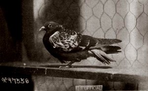 cher-ami-war-pigeon