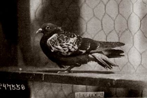 The Heroic Story of Cher Ami