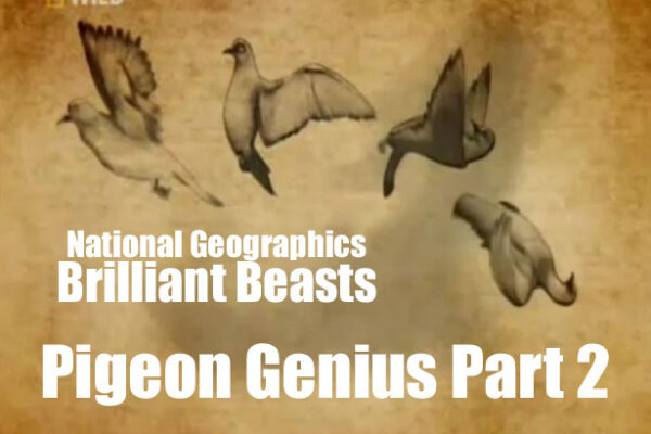 Brilliant Beasts: Pigeon Genius Part 2/4