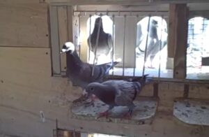 trapping racing pigeons