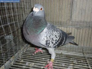 Quarantine Late Birds For Pigeon Racing Success