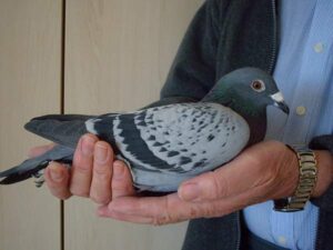 Properly Managing a Pigeon Racing Team