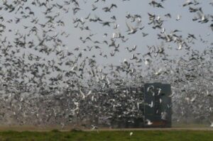 Pigeon Racing - The Pro's and Con's of Combines