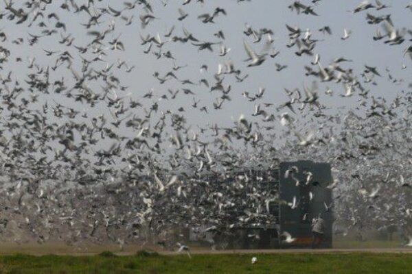 Pigeon Racing – The Pro’s and Con’s of Combines