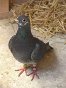 Racing Pigeons on the Natural System