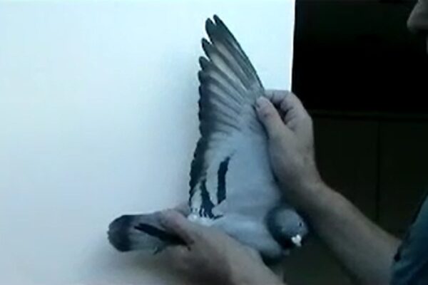 *Video* How to Judge a Racing Pigeons Distance Ability