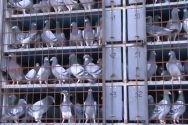 *Video* Largest Release in Romanian Pigeon Racing History – 42,800 Birds!