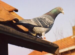 racing pigeons on the celibacy system