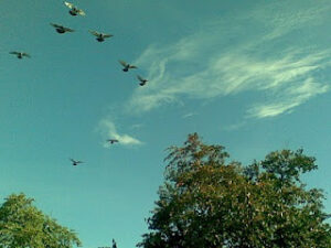 training racing pigeons from the beginning to the roof