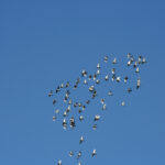 road training racing pigeons