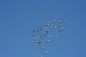 road training racing pigeons