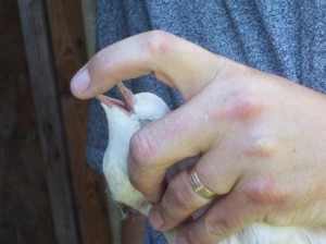 Giving Racing Pigeons Oral Medications 1