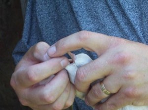Giving Racing Pigeons Oral Medications 2