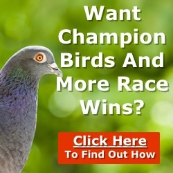 The new pigeon racing blueprint. One stop resource for creating a winning team. Download now.